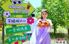 六盘山下杏飘香 宁夏原州万亩红梅杏拓宽富民增